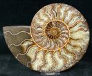 Polished Ammonite Pair - Agatized #12627-3